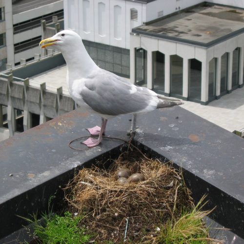 seagull_roof1